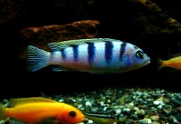 Maylandia estherae