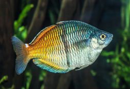 Melanotaenia boesemani