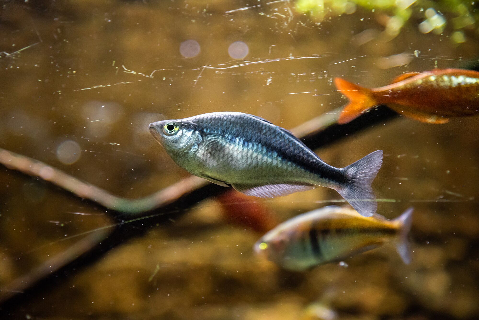 Thumbnail 2 Melanotaenia lacustris
