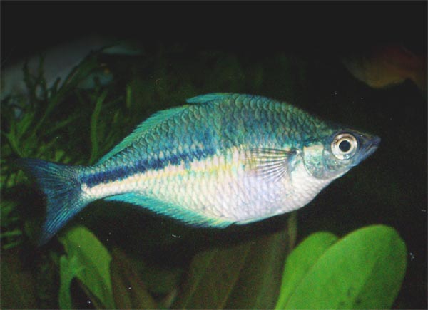 Thumbnail 3 Melanotaenia lacustris