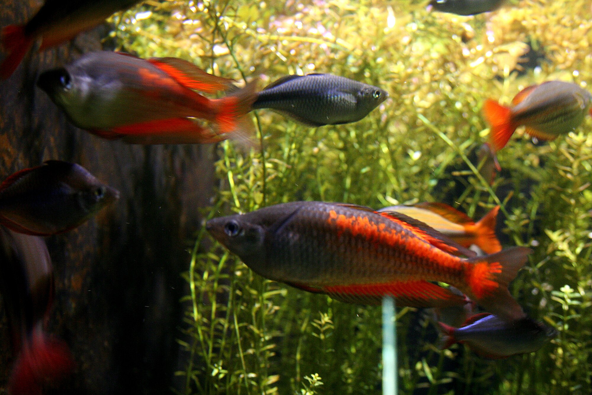 Thumbnail 2 Melanotaenia parkinsoni