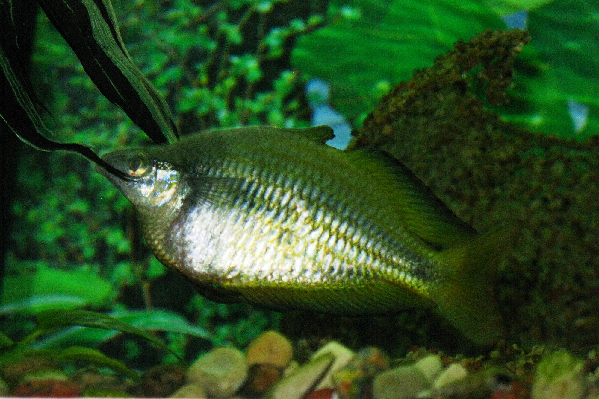 Thumbnail 3 Melanotaenia parkinsoni