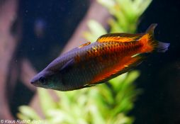 Melanotaenia parkinsoni