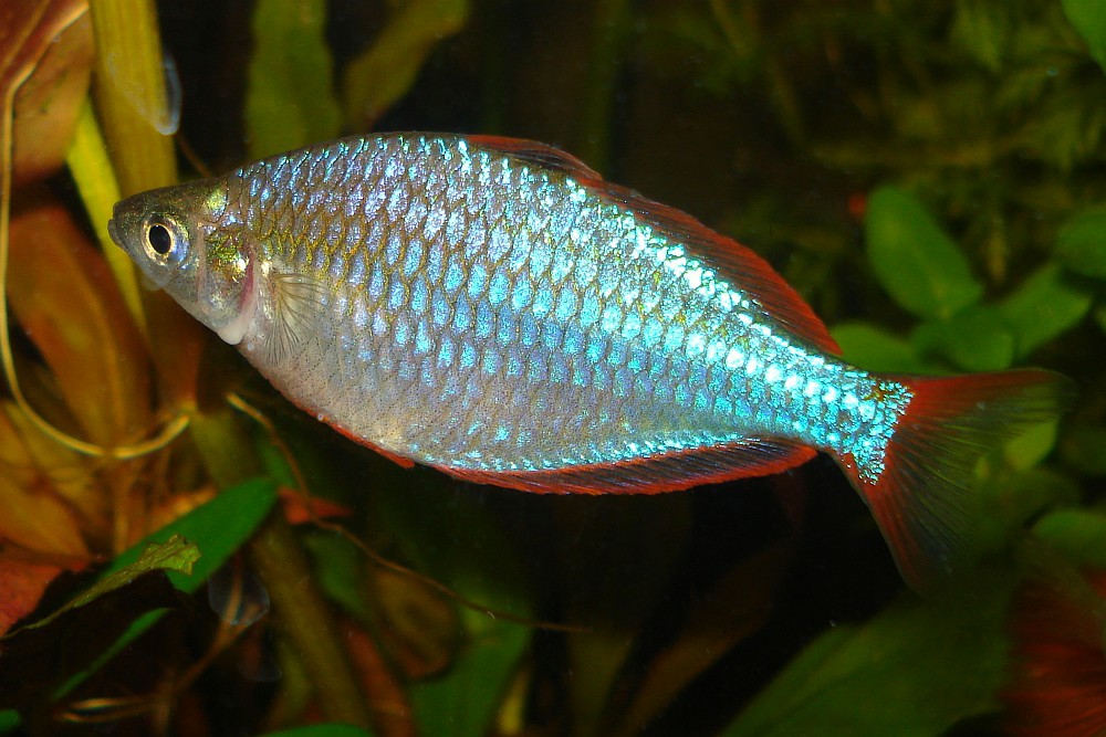 Melanotaenia praecox