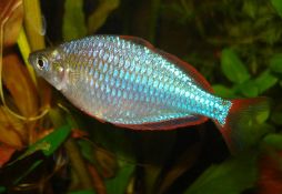 Melanotaenia praecox