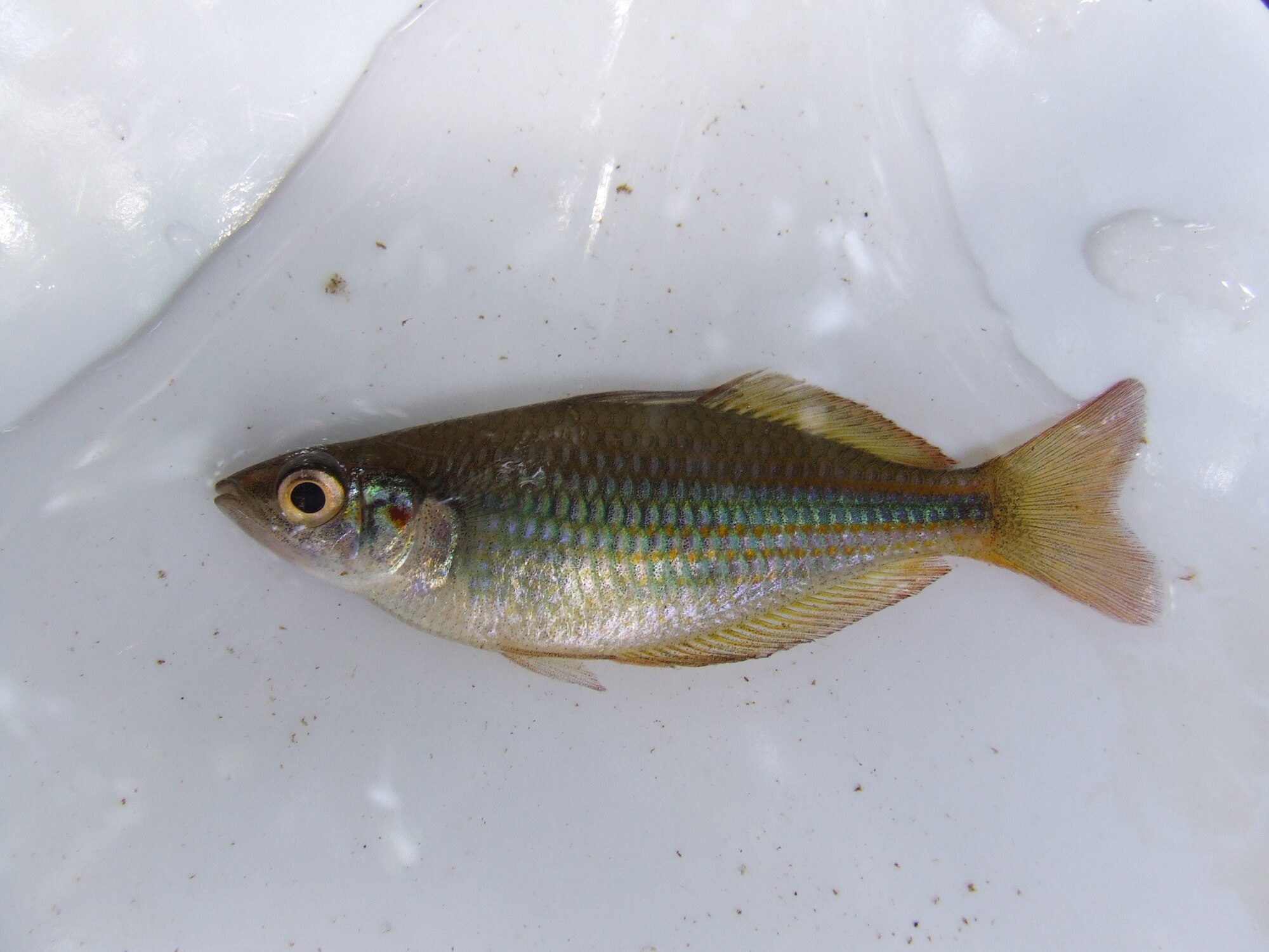 Thumbnail 2 Melanotaenia trifasciata