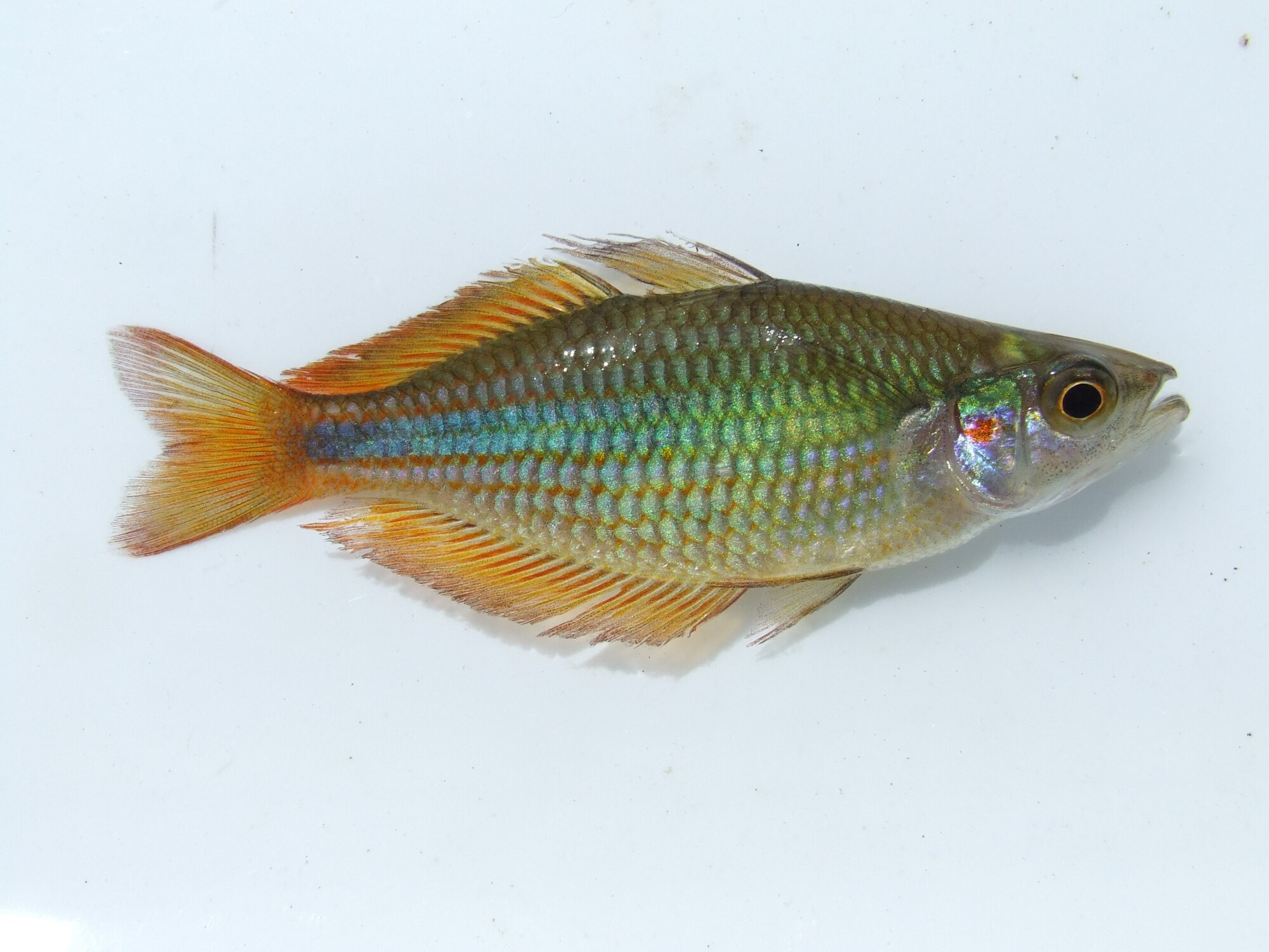 Thumbnail 3 Melanotaenia trifasciata