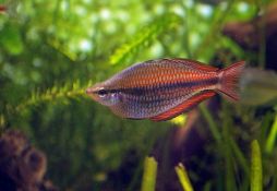 Melanotaenia trifasciata