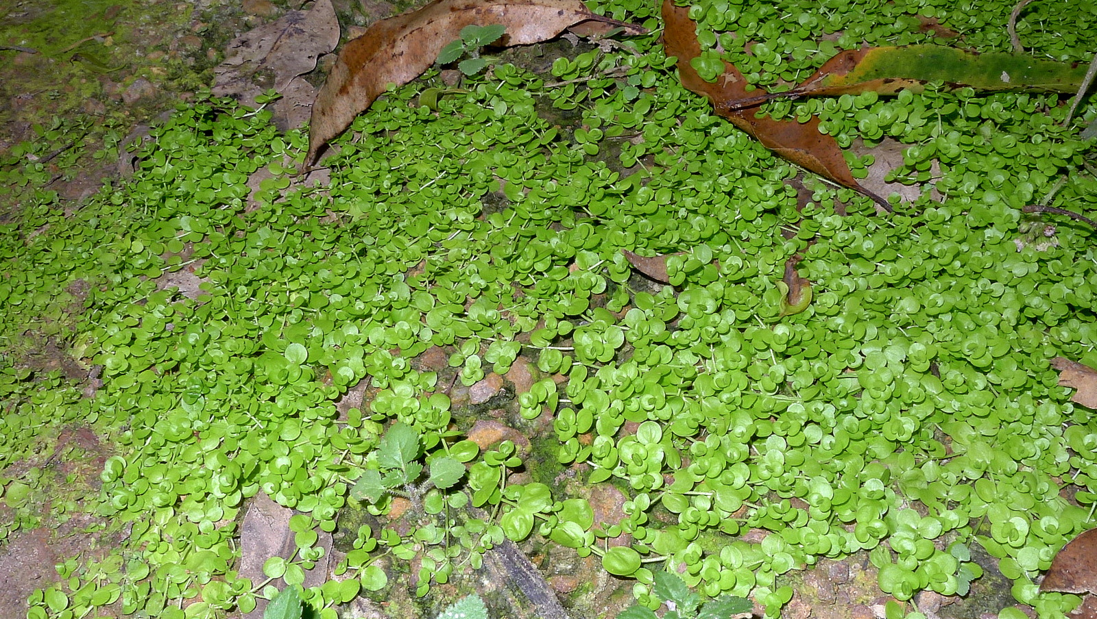 Thumbnail 2 Micranthemum umbrosum
