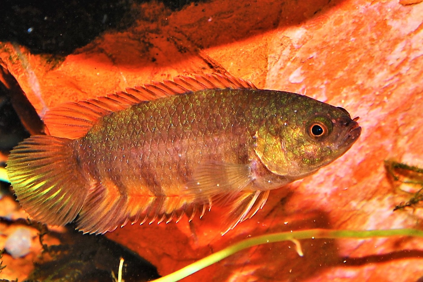 Microctenopoma ansorgii