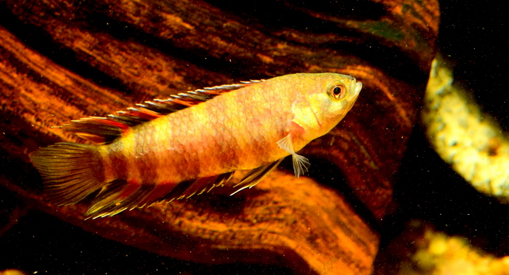 Thumbnail 2 Microctenopoma ansorgii