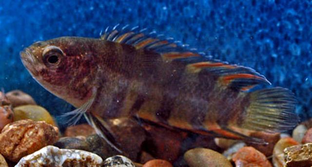 Thumbnail 3 Microctenopoma ansorgii