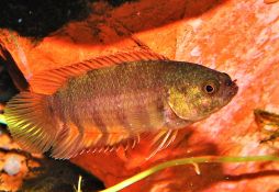 Microctenopoma ansorgii