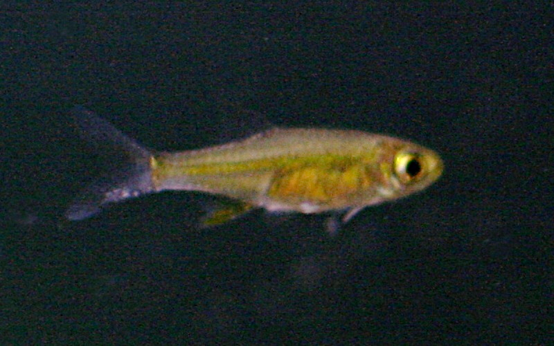 Thumbnail 2 Microdevario kubotai
