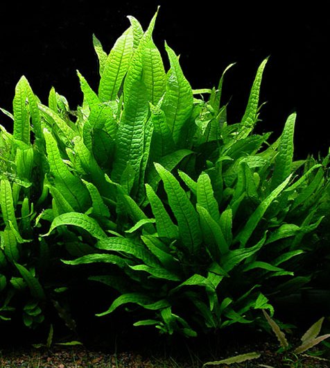 Thumbnail 2 Microsorum pteropus