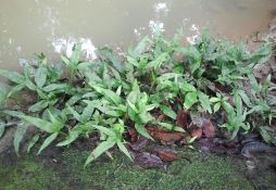 Microsorum pteropus