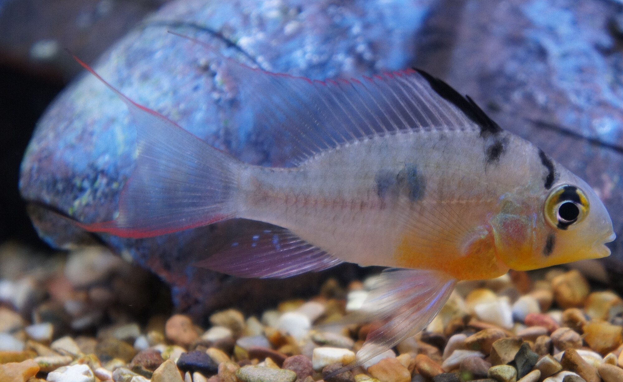 Thumbnail 2 Mikrogeophagus altispinosus
