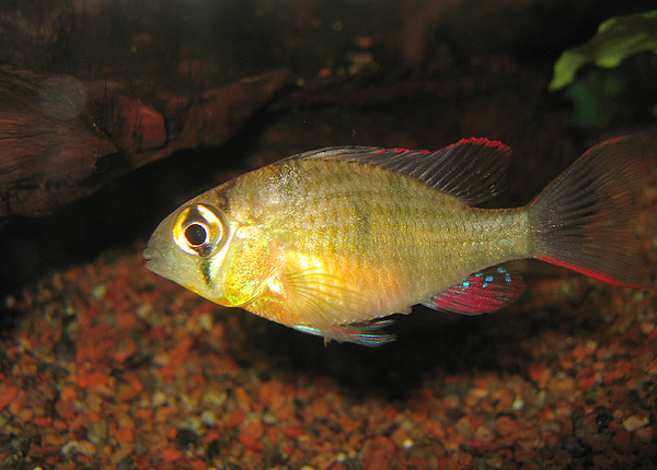 Thumbnail 3 Mikrogeophagus altispinosus