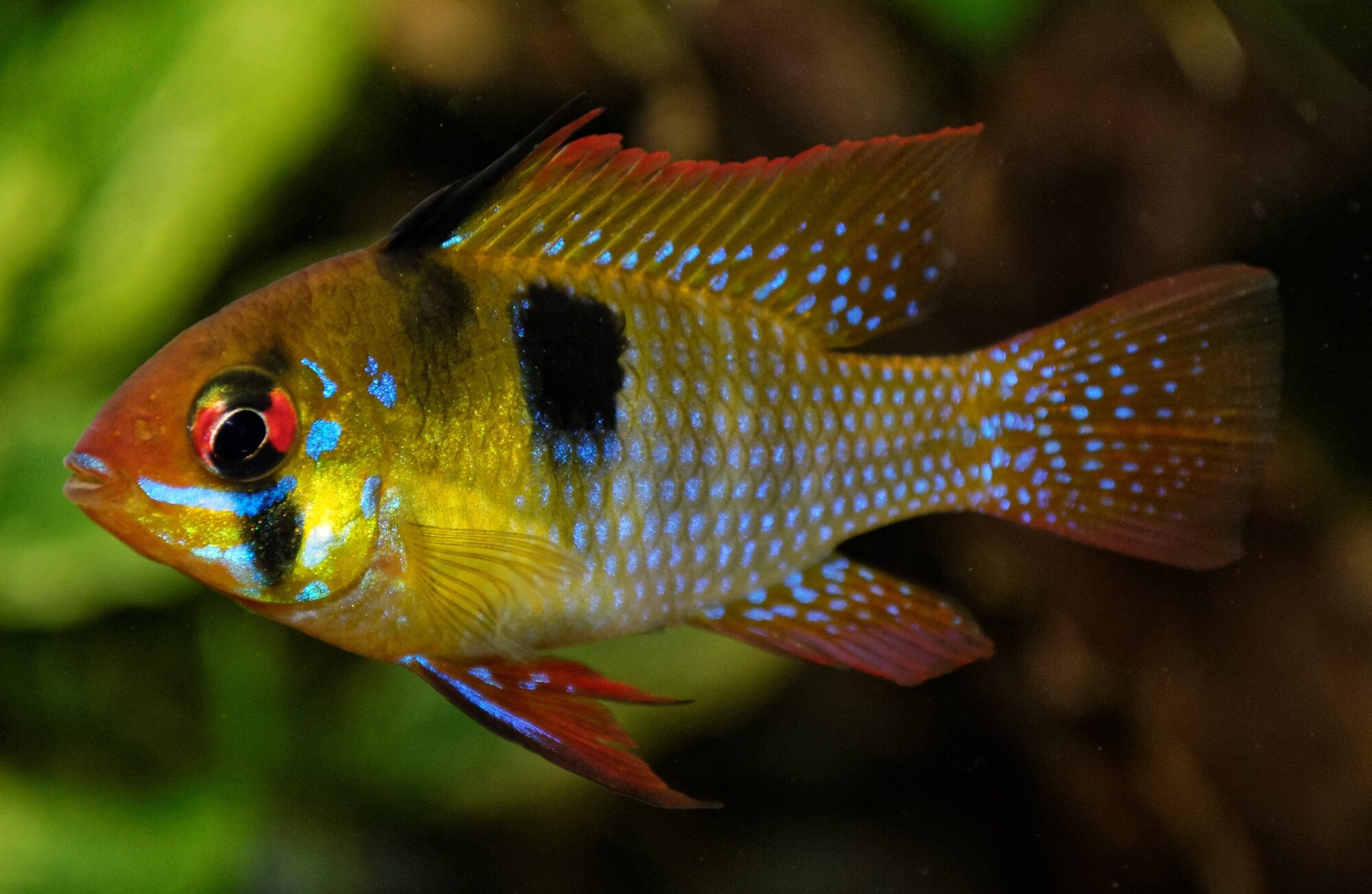 Thumbnail 2 Mikrogeophagus ramirezi