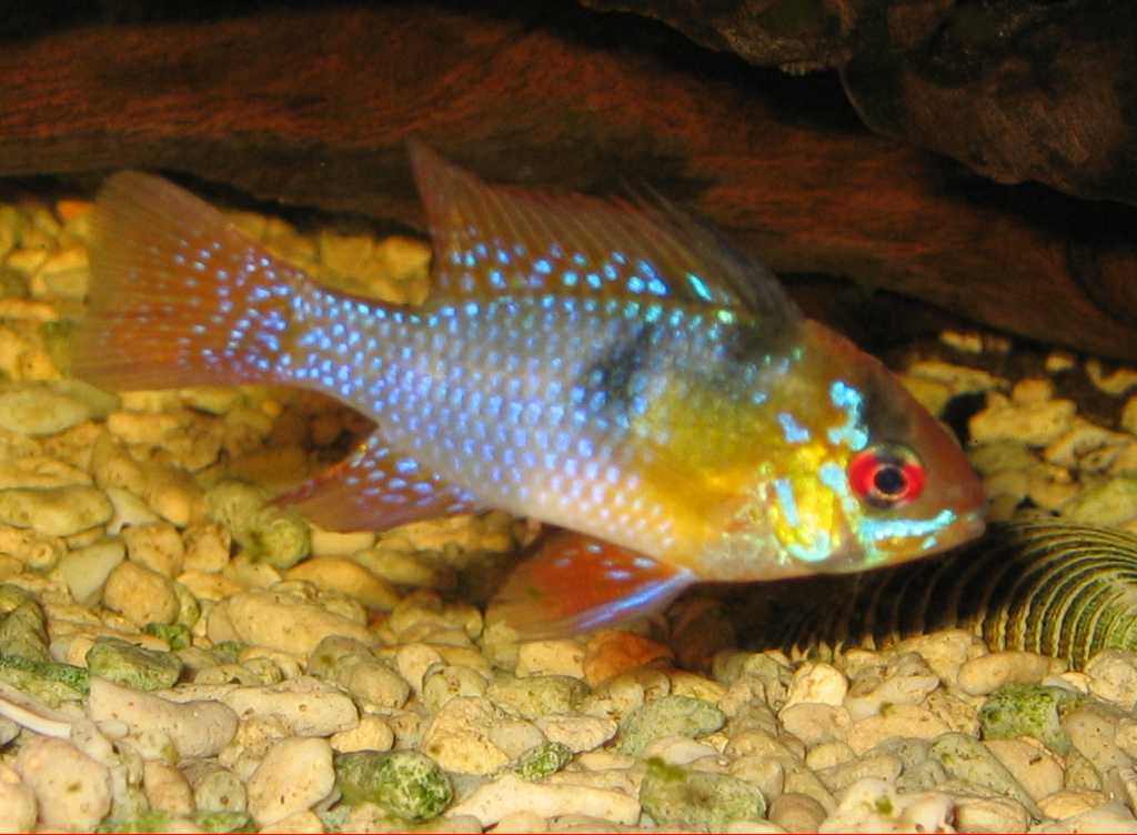 Thumbnail 3 Mikrogeophagus ramirezi
