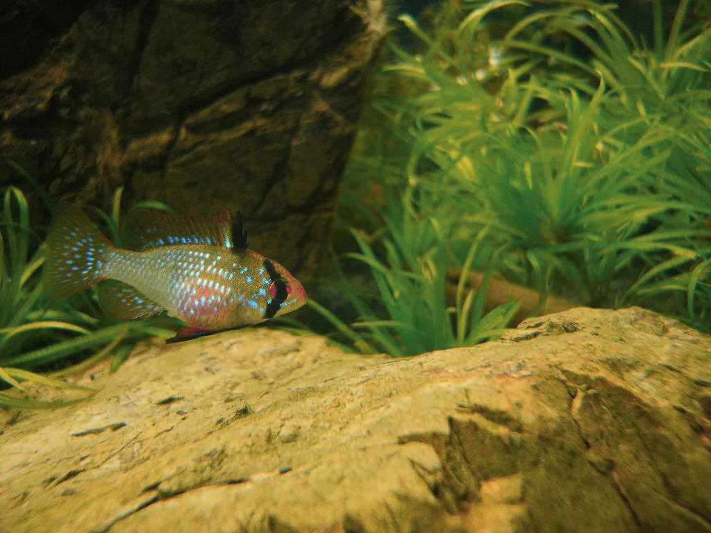 Thumbnail 4 Mikrogeophagus ramirezi