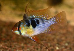 Mikrogeophagus ramirezi