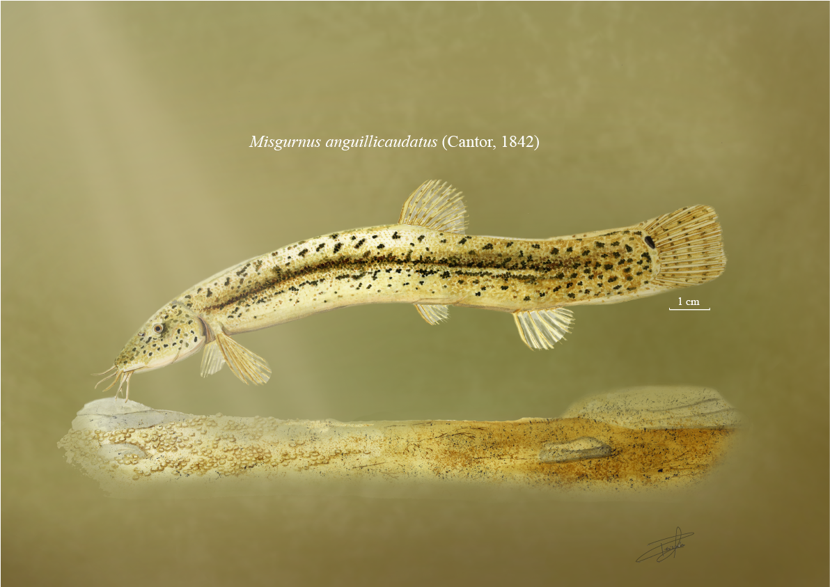 Misgurnus anguillicaudatus