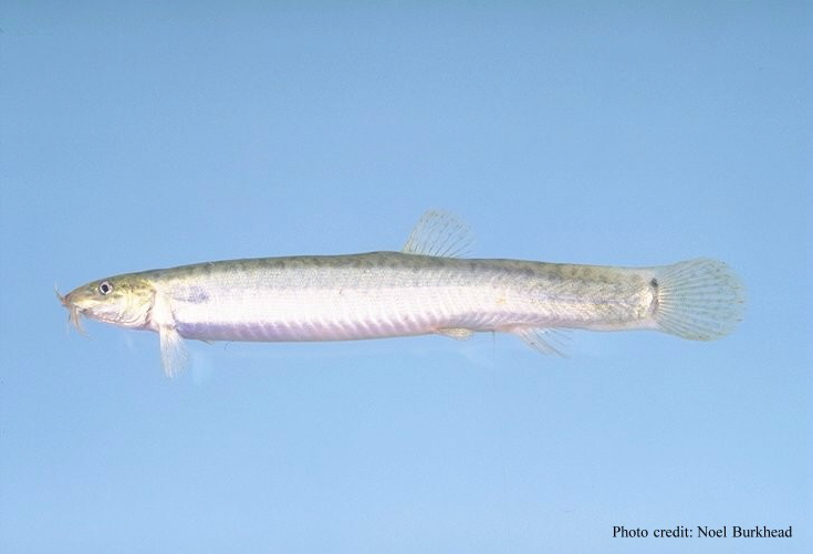 Thumbnail 2 Misgurnus anguillicaudatus