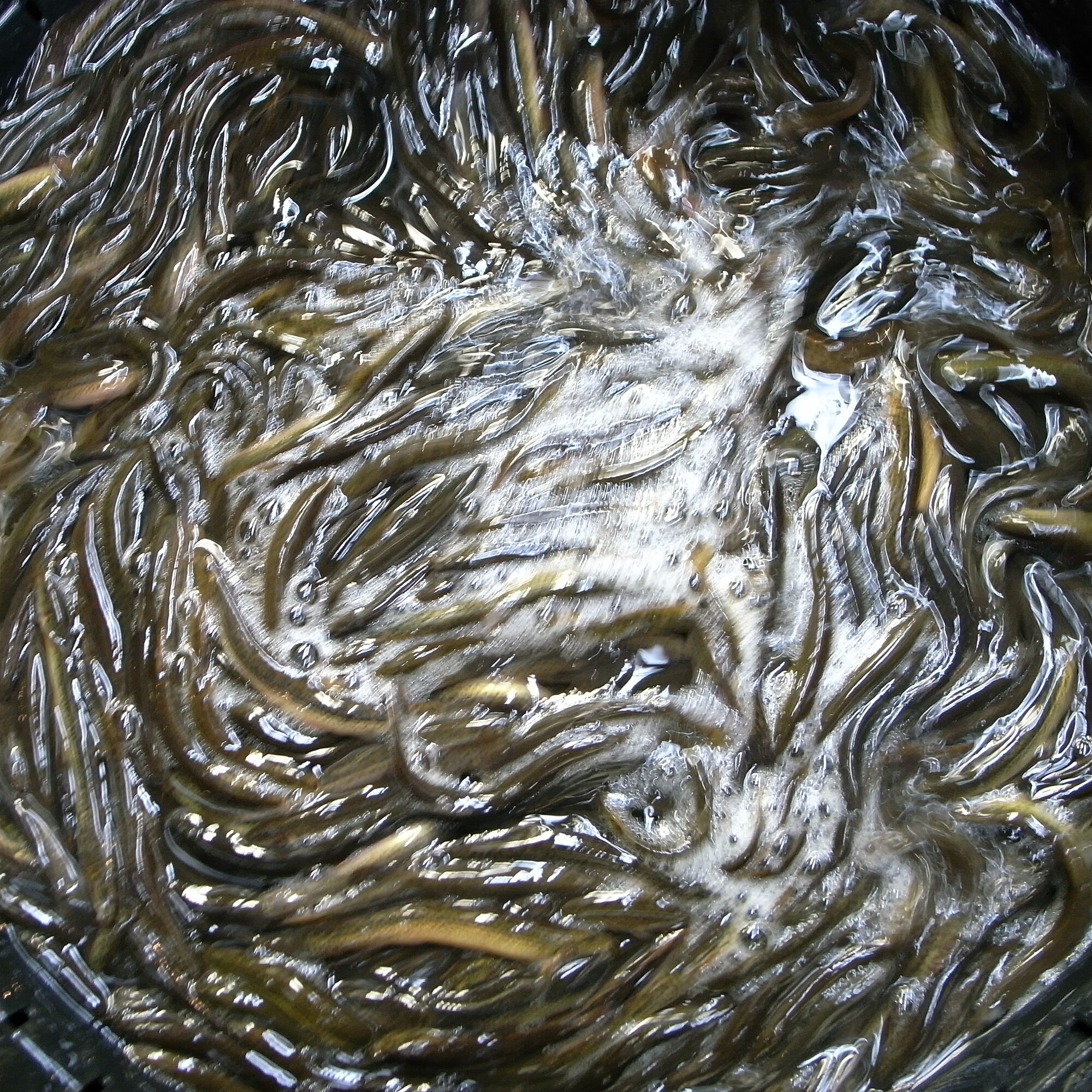 Thumbnail 3 Misgurnus anguillicaudatus