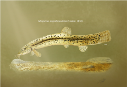 Misgurnus anguillicaudatus