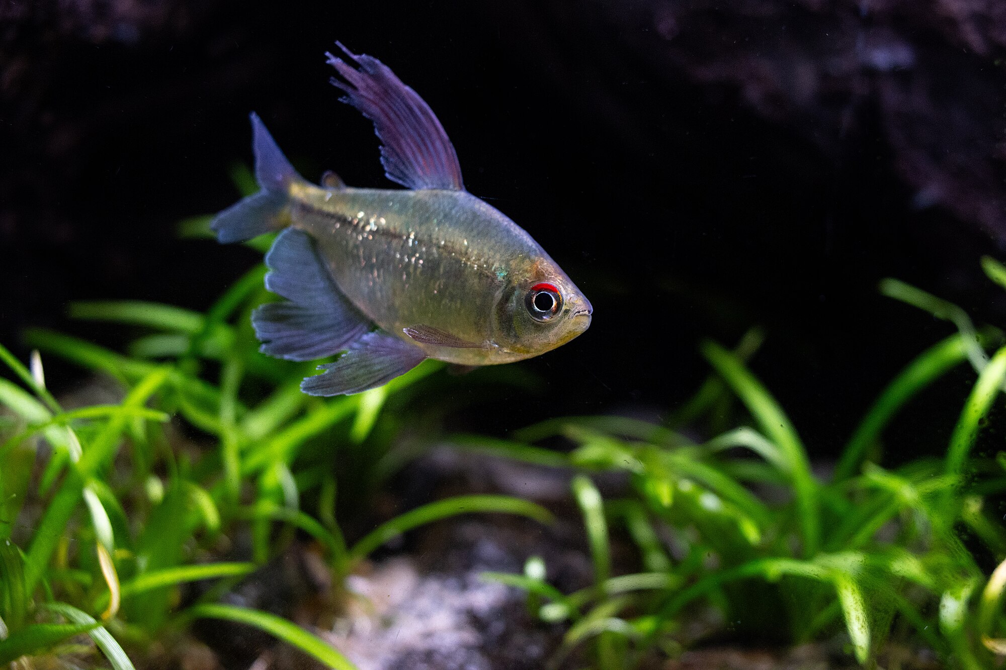 Moenkhausia pittieri