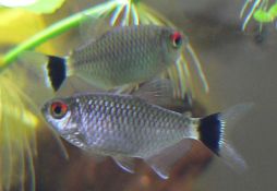 Moenkhausia sanctaefilomenae