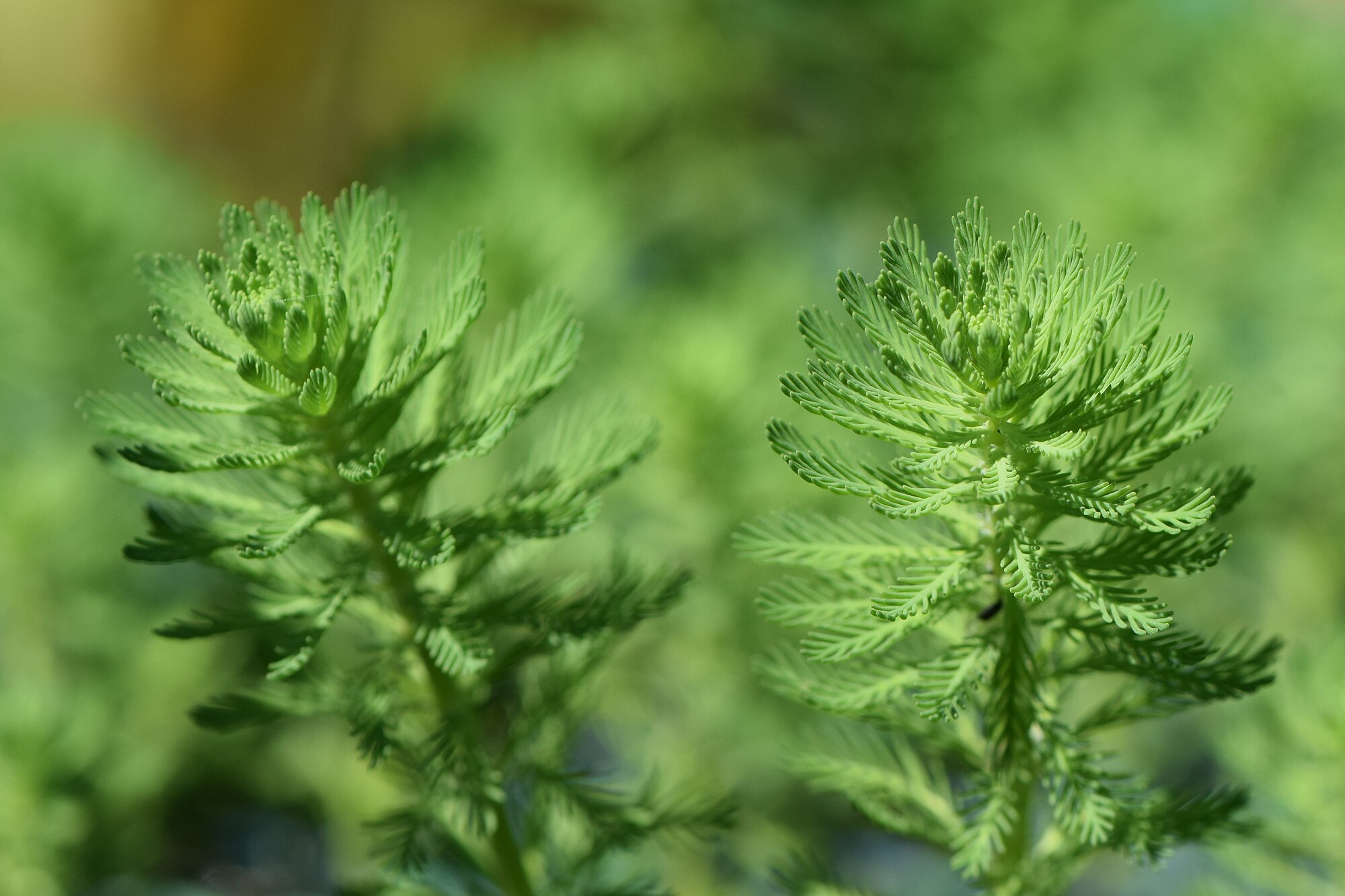 Thumbnail 2 Myriophyllum aquaticum