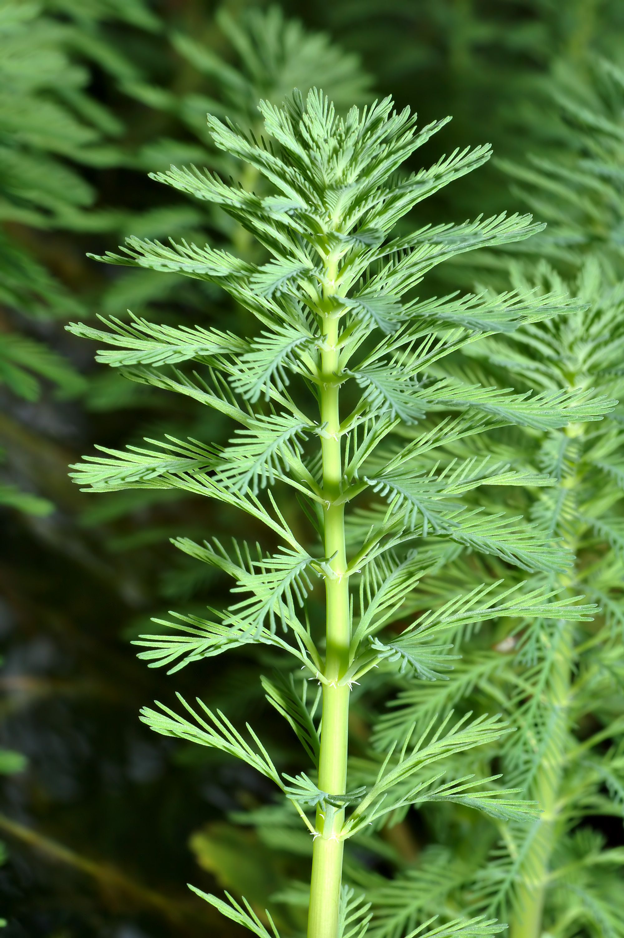 Thumbnail 3 Myriophyllum aquaticum