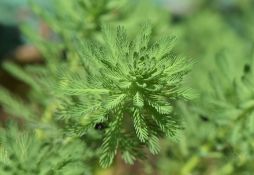 Myriophyllum aquaticum