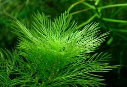 Myriophyllum mattogrossense
