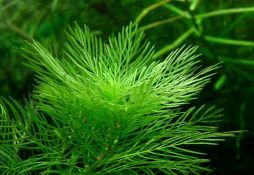Myriophyllum mattogrossense