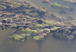 Myriophyllum spicatum