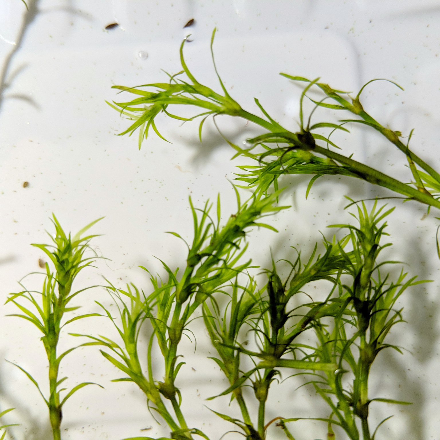 Najas guadalupensis