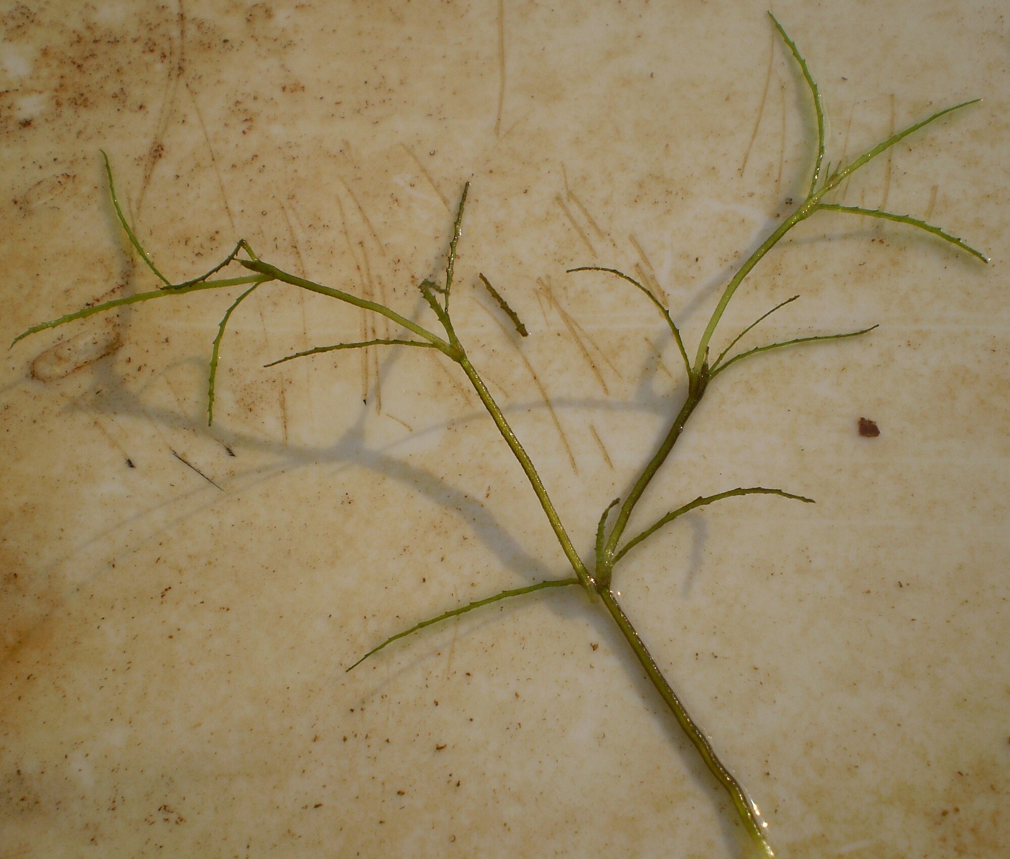 Najas indica