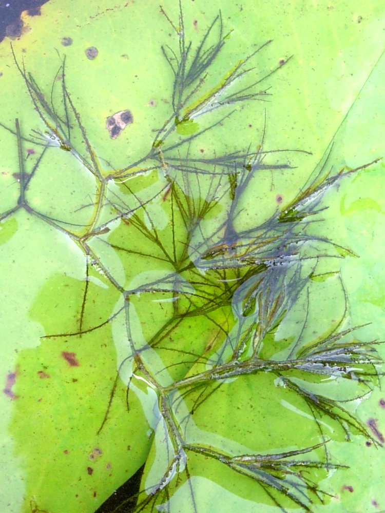Thumbnail 2 Najas indica