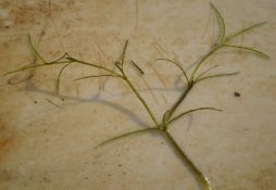 Najas indica