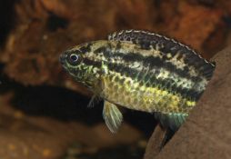 Nannacara anomala