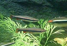 Nannostomus beckfordi