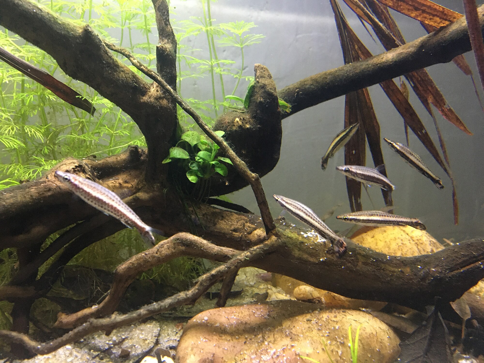 Thumbnail 2 Nannostomus eques