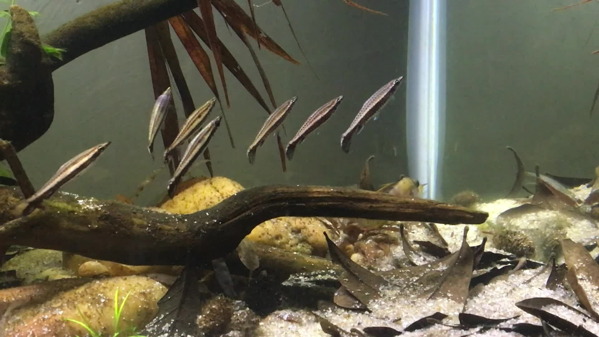 Thumbnail 3 Nannostomus eques