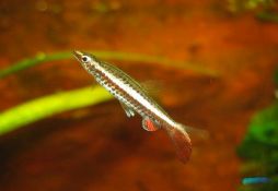 Nannostomus eques