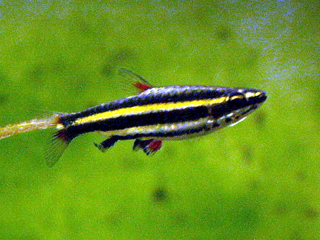 Thumbnail 3 Nannostomus marginatus