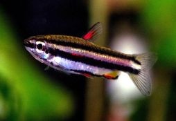 Nannostomus marginatus