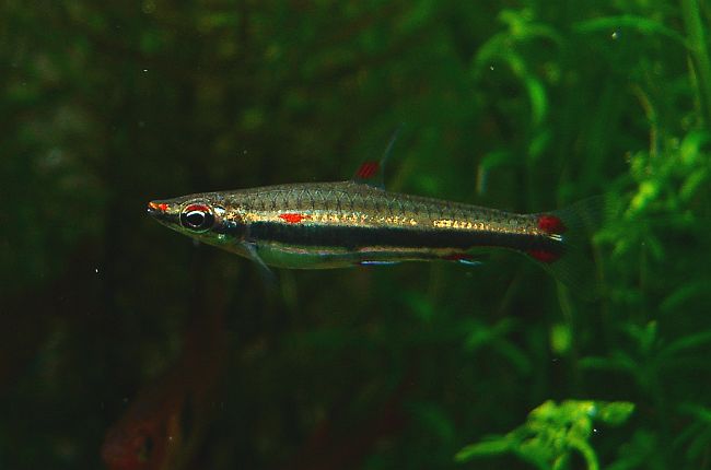 Thumbnail 2 Nannostomus trifasciatus